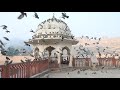 Birds flying in slow motion...Red kite Birds Extravaganza