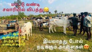 சவாரியி்ல் நடந்த விபத்து | 73 ஆம் ஆண்டின் பின் நடந்த மாட்டு வண்டில் சவாரி | the man was an accident