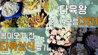 다육왕2019년 모음_3편 + 봄이 오기전에 다육 상식 쌓기 |SUCCULENTS| 多肉植物 |