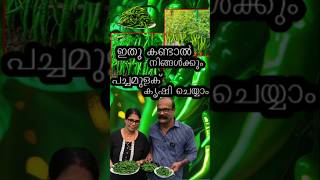 🌱 പച്ചമുളക് കൃഷി എങ്ങനെ ചെയ്യാം? |മുഴുവൻ സിമ്പിൾ ടിപ്സ്#diy #ChilliFarming#GreenChilli#ChilliGarden