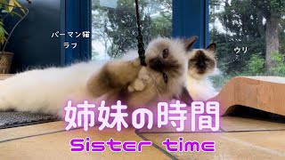 バーマン猫ラフとウリ【姉妹の時間】Sister time（バーマン猫）Birman/Cat