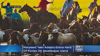 Maryland Teen Adopts Entire Herd Of Assateague Ponies