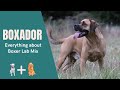 Boxador – Everything about Boxer Lab Mix