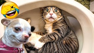 FUNNY Pet Fails 🤣 35 Minutes - BEST Animal Compilation #3