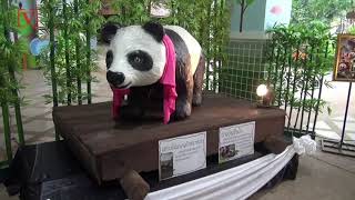 Beloved Panda Mysteriously Dies in Captivity Sparking Public Outcry and Autopsy