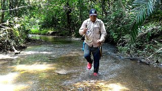 Sungai kecil gini di Kalimantan  banyak ikan H.Bimaculata, || Stream Fishing || Ultralight Fishing