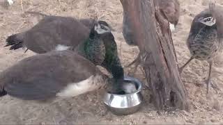 Mother Peahen With Its Young Chicks I #peahen #peacock ##peacockvillage #naturewonders