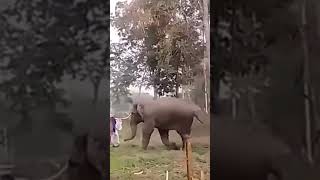 ജനവാസ സ്ഥലത്ത് കാട്ടാന ഇറങ്ങി 😳😳Elephant attack in residents area 😳😳