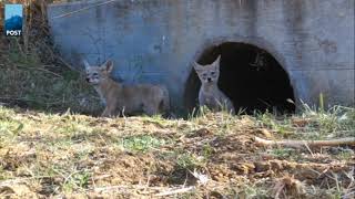 Coyote Puppies! - California Wildlife Camera Footage