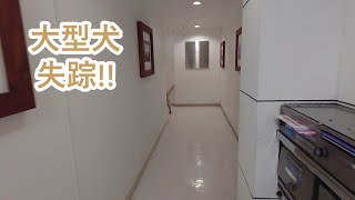 大型犬！失踪。ゴールデンレトリバーティト