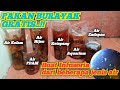 Gratis pakan burayak || infusoria dengan beberapa jenis air yang berbeda