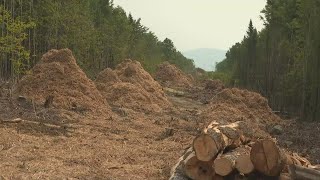 Maine DEP suspends permit for CMP corridor project