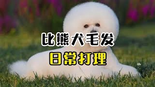 比熊犬毛发日常打理，赶紧收藏！