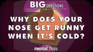 Why does your nose get runny when it's cold? - Big Questions - (Ep. 40) | Mental Floss