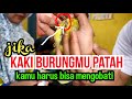 Mengobati kaki patah pada burung kenari