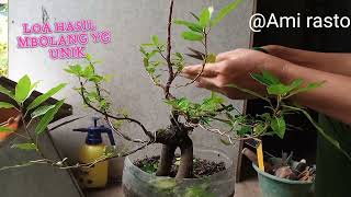 bahan bonsai loa hasil mbolang yang unik