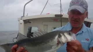 bass angling in the Thames Estuary aboard Braveheart