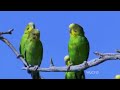 The Gathering of Swarms Nature Documentary Parrots