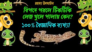 টিকটিকি লেজ খুলে পালায় কেন? টিকটিকির লেজ খসে পরে কেন?