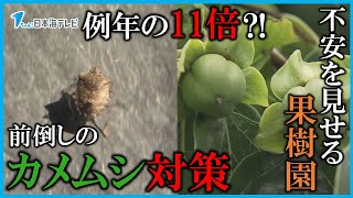 【個体数は例年の11倍】カメムシが異例の大量発生　不安を見せる果樹園…前倒しでカメムシ対策に力入れるも“柿の中身への被害がわかるのは秋ごろ”　島根県