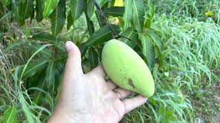 Biriba \u0026 Inga Food Forest Fruit Trees