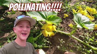 Pollinating My giant Pumpkin!!!