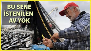 Zonguldak'ta Balıkçıların Umudu Mezgit ve Çinekop