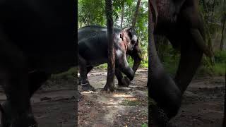 ലെ ആന അങ്ങോട്ട് ആഞ്ഞ് തെക്ക് മരമെ #aanapremi #elephant #aanapremam #aanaperuma