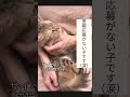 里親応募がない子です😭ご飯もよく食べ元気にしています。逢いに来てニャ サイベリアン サイベリアンフォレストキャット サイベリアン子猫 保護猫