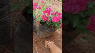 గుత్తుల గులాబీ మొక్కలు #gardening #nursery #flowernursery #flower #nurserylive #plantnursery