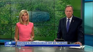Turtle smashes into car near Lake Busbee in Conway