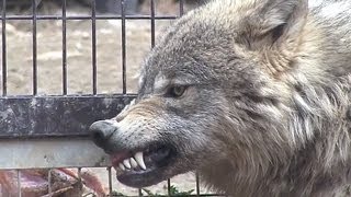 ユウキの恐い顔~Don't come here！The intimidation face of wolf