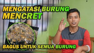 Cara Mengatasi dan Mengobati Burung Cendet Mencret COCOK UNTUK SEMUA Seperti Murai Batu Kacer Pleci