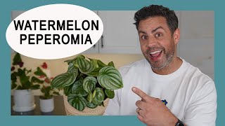 Houseplant Trends 2021: Watermelon Peperomia Care Tips and more!