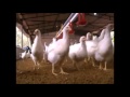 chaine de production d'Alimention les poulets