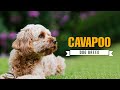 Cavapoo Dog Breed - Everything You Need to Know