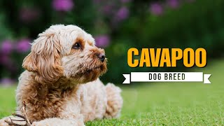 Cavapoo Dog Breed 101 - Everything You Need to Know (Cavalier King Charles Spaniel and Poodle mix)