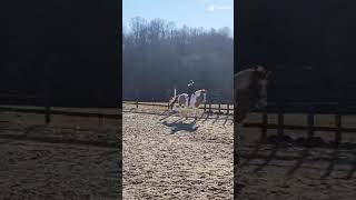 Got to hop on Apollo for some bareback a few days ago!!! #horse #eventing #fyp