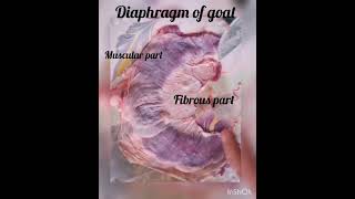 #attitude_whatsapp_status real  diaphragm of goat 🐐 💫✌️✌️subscribe my channel guyz