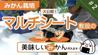 【みかん栽培】#2 地表面シートの設置