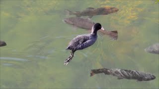 black coot diving for food  Blässhuhn beim Tauchen nach Futter