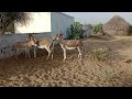 donkey meeting romance donkey 🐴🐴