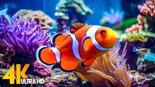 Aquarium 4K VIDEO (ULTRA HD) 🐠 Beautiful Coral Reef Fish - Relaxing Sleep Meditation Music #49