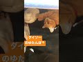 毛布を乗せただけの机に湯たんぽいれてみた🥰 保護猫 猫 cat