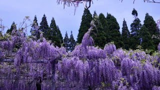 鹿児島県霧島市　「和気公園　藤まつり　 wisteria festival in Wake Park」　Beholder DS1\u0026 LUMIX DMC FZ1000