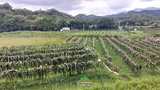 新竹縣峨眉鄉近台三線果園+資材室1571坪售價1490萬