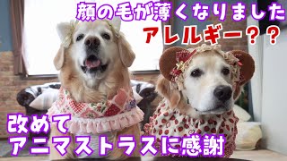 【動物用サプリ】改めてアニマストラスに感謝した日