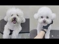 비숑 귀툭튀 강아지 미용 과정 / Bichonfrise grooming / 애견미용