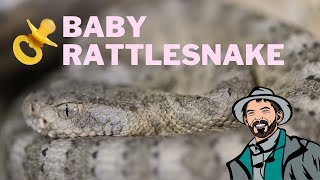 Herping Arizona: Baby Tiger Rattlesnake