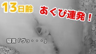 【ホッキョクグマ】赤ちゃんの大あくびと寝言【13日齢】Polar Bear Baby Growth Record(Day 13)